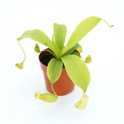 Nepenthes assorted 3in - Washington - Cascade Tropicals