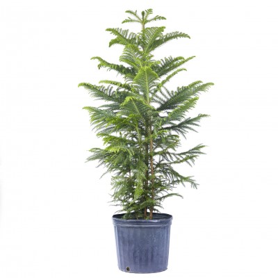Araucaria heterophylla
