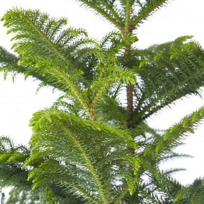 Araucaria heterophylla