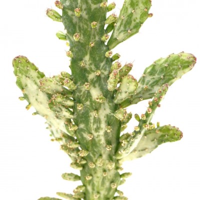 Opuntia monacantha variegata