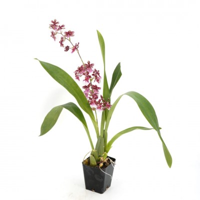 Orchid