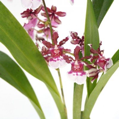 Orchid