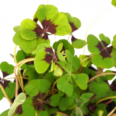 Oxalis tetraphylla 'Iron Cross'