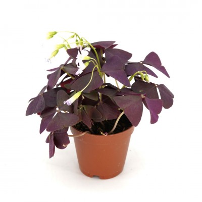 Oxalis triangularis