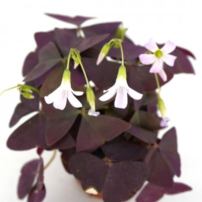 Oxalis triangularis