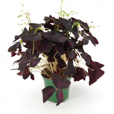Oxalis triangularis
