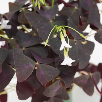Oxalis triangularis