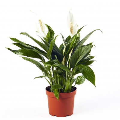 Spathiphyllum