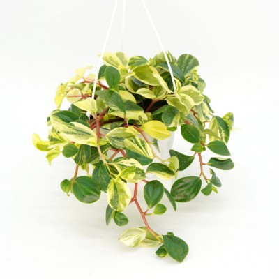bio saatgut datenbank Bio-Saatgut  Trendbox