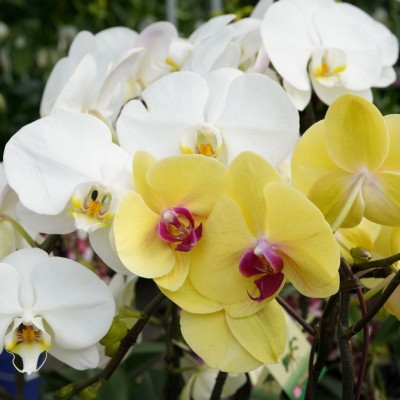 Phalaenopsis assorted