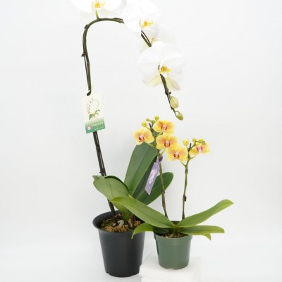 Phalaenopsis assorted