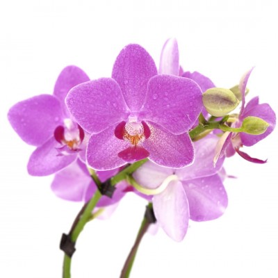 Phalaenopsis assorted