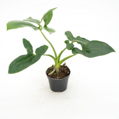 Philodendron goeldii Fun Bun 6in - Washington - Cascade Tropicals