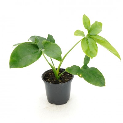 Philodendron goeldii Fun Bun