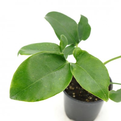 Philodendron goeldii Fun Bun