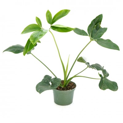 Philodendron goeldii Fun Bun