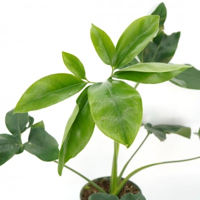 Philodendron goeldii Fun Bun