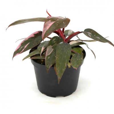 Bikakuclud 　ビカクシダP. Pink princess Yahoo!オークション -「princess princess」(ビカクシダ、コウモリラン