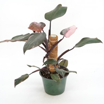 Philodendron Burgundy Princess 2in - Washington - Cascade Tropicals
