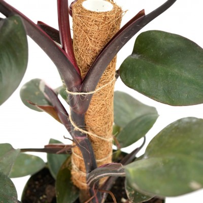 Philodendron 'Pink Princess' - pole