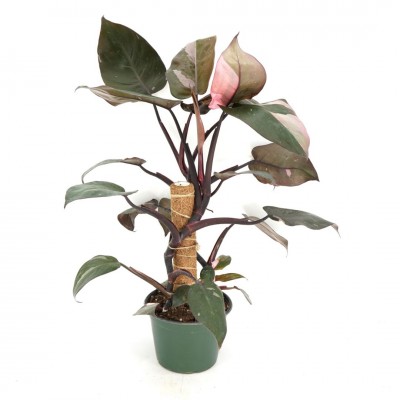 Philodendron 'Pink Princess' - pole