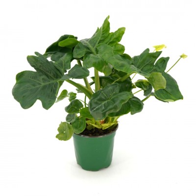 Philodendron bipin. 'Super Atom'