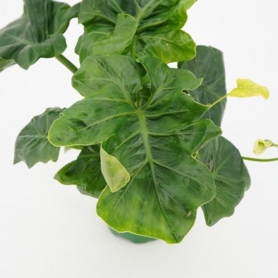 Philodendron bipin. 'Super Atom'