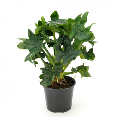 Philodendron bipin. 'Super Atom'