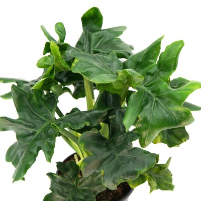 Philodendron bipin. 'Super Atom'