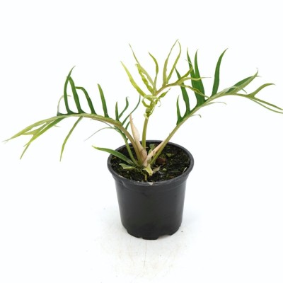 Philodendron bipinnatifidum Tortum