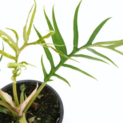 Philodendron bipinnatifidum Tortum