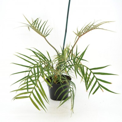Philodendron bipinnatifidum Tortum 6in - Washington - Cascade Tropicals
