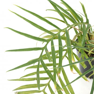 philodendron wend imbe Philodendron Wend Imbe Variegata | Seltene Pflanze main image 1