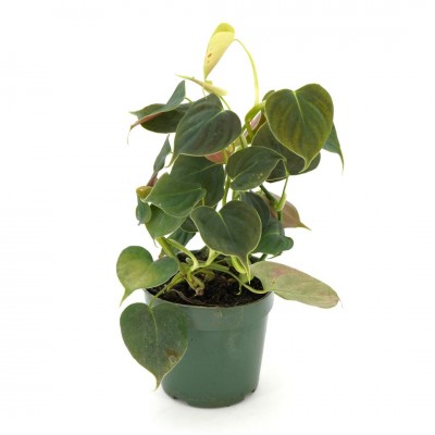 Philodendron lupinum