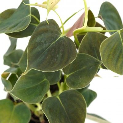 Philodendron lupinum