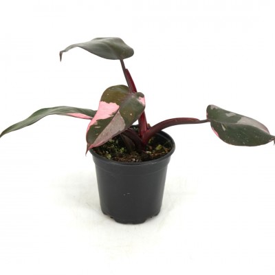 succulent vases Succulent Arrangement in Dark Blue Ceramic Planter & Attached Saucer main image 1