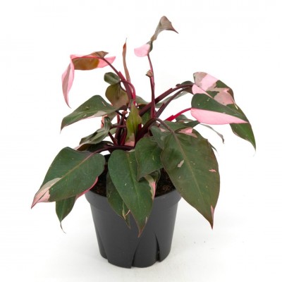 Philodendron 'Pink Princess' - High Color