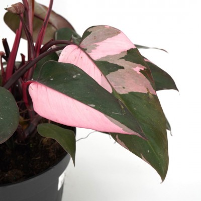 Philodendron 'Pink Princess' - High Color