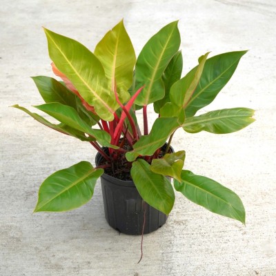 Philodendron 'Prince of Orange'