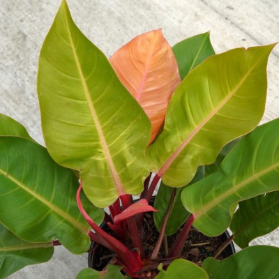Philodendron 'Prince of Orange'