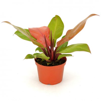 Philodendron 'Prince of Orange'