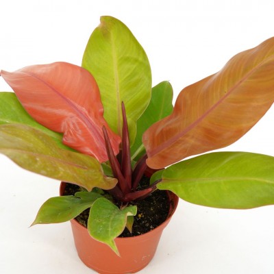 Philodendron 'Prince of Orange'