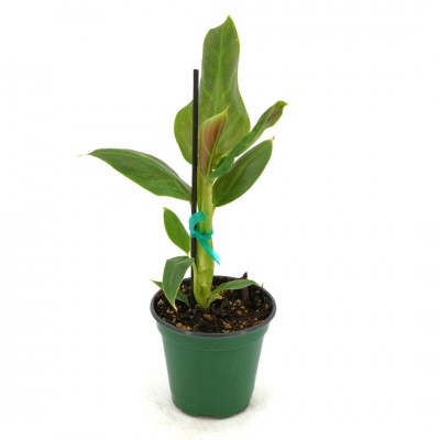 Philodendron subhastatum