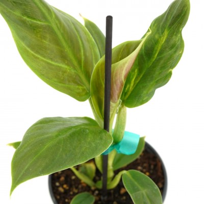 Philodendron subhastatum