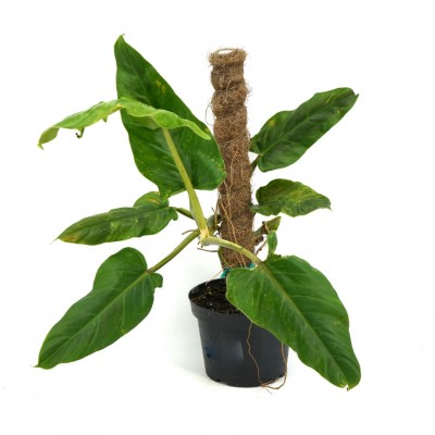 Philodendron subhastatum 4in - Washington - Cascade Tropicals