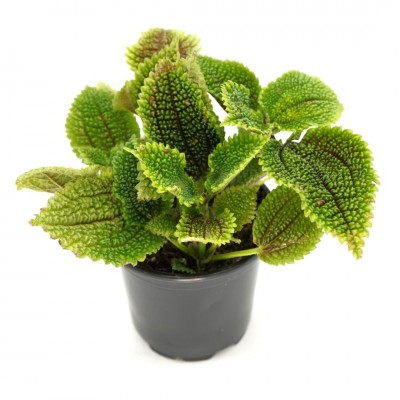 Pilea mollis Moon Valley