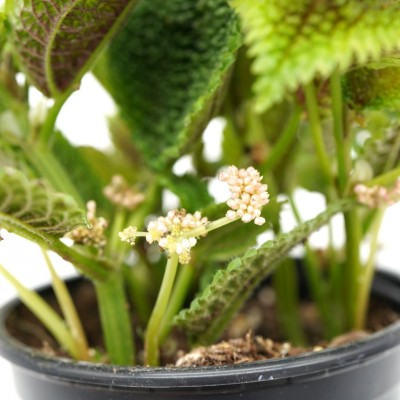 Pilea mollis Moon Valley