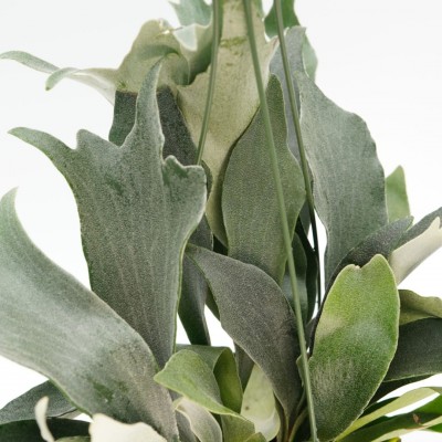 Platycerium bifurcatum - HB