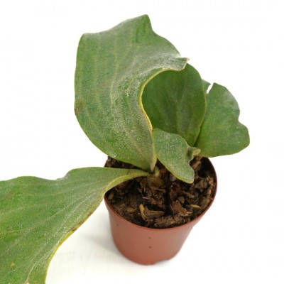Platycerium elephantotis