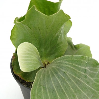 Platycerium elephantotis